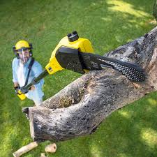 Tree and Shrub Care in Raytown, MO